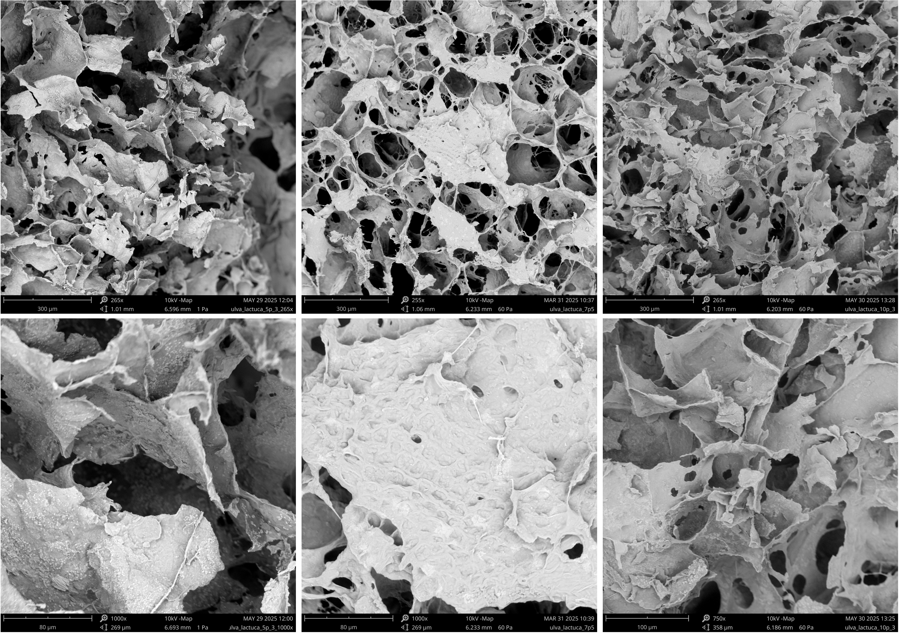 Algal biofoams for acoustic absorption