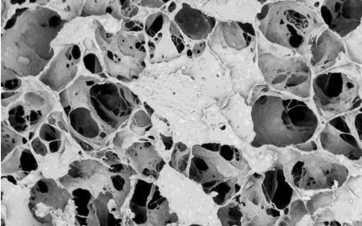 Algal biofoams for acoustic absorption